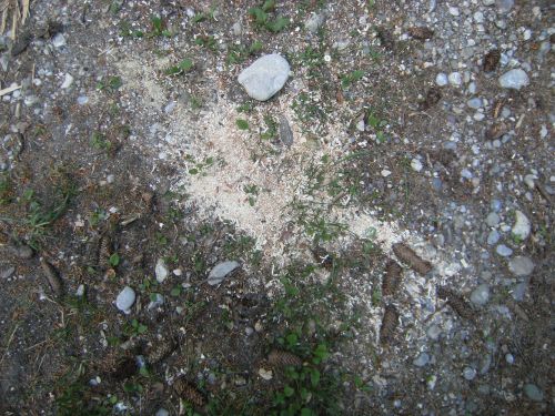 Pfila08 Sonntag (83)