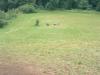 DSCF0013